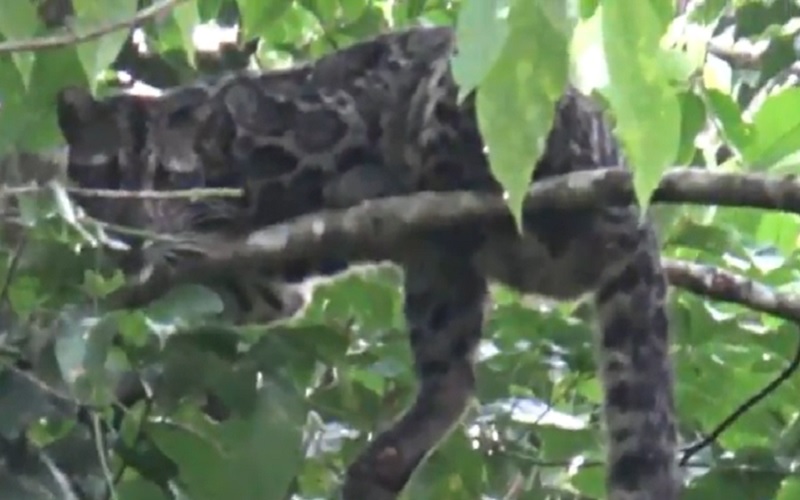 Pantauan Macan Tutul Betina di TNGC Kuningan, Daya Jelajah Rasi Semakin Jauh