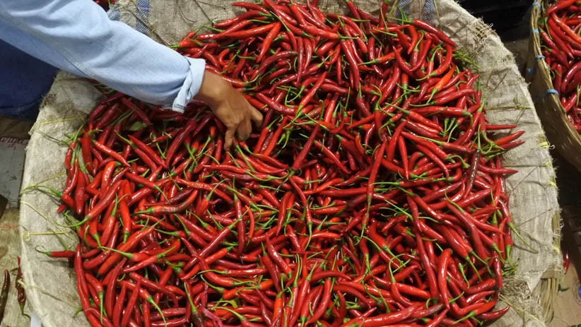 Jelang Natal dan Tahun Baru, Harga Cabai di Padang Mencapai Rp54.000 per Kilogram