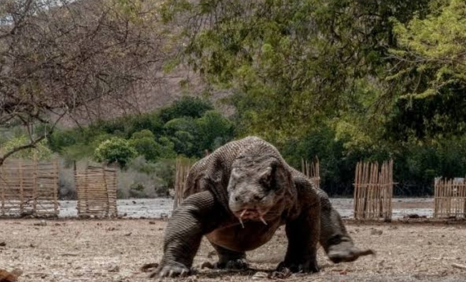 Luhut Akan Jadikan Pulau Komodo Kawasan Wisata Mahal Bintang 6