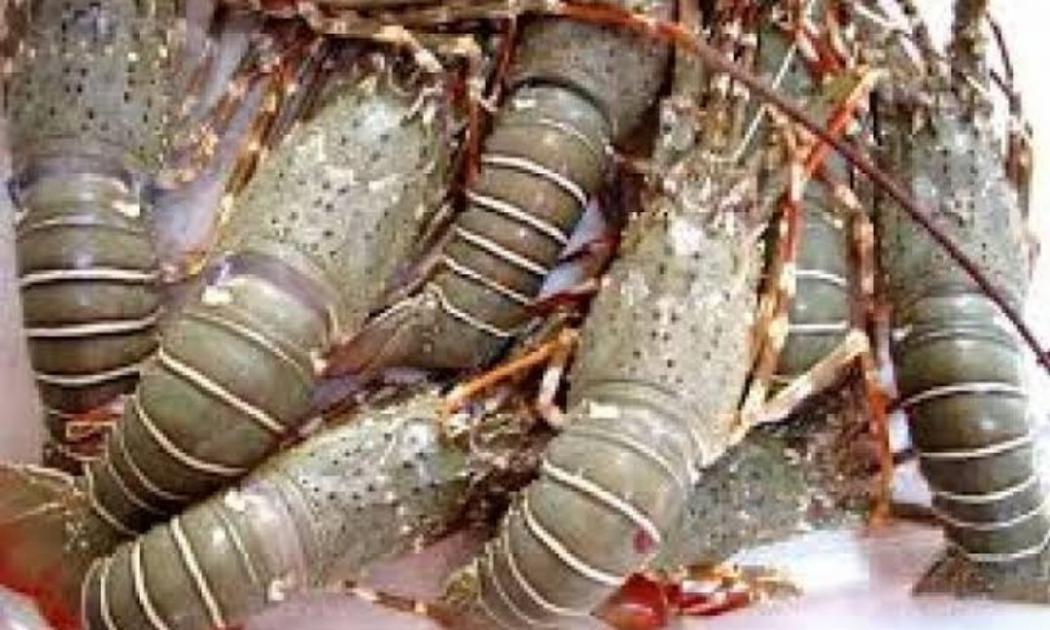 Luhut Sebut Ada Monopoli dalam Ekspor Lobster