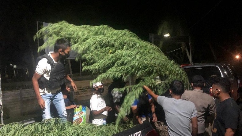 Polisi Temukan Ladang Ganja Milik Warga Papua Nugini di Keroom