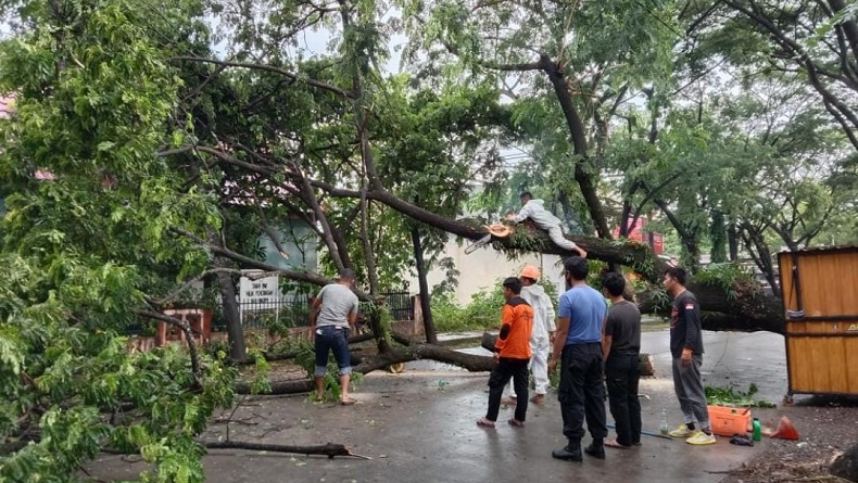 Angin Kencang, Pohon Tumbang di Pangkep Tutup Akses Jalan Warga