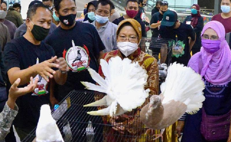 Risma Borong Burung Merpati untuk Dipelihara di Balai Kota, Ini Jenisnya