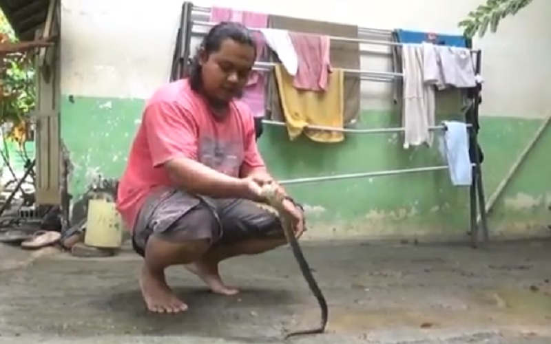 Teror Ular Sowo Kopi Resahkan Warga Gunungkidul