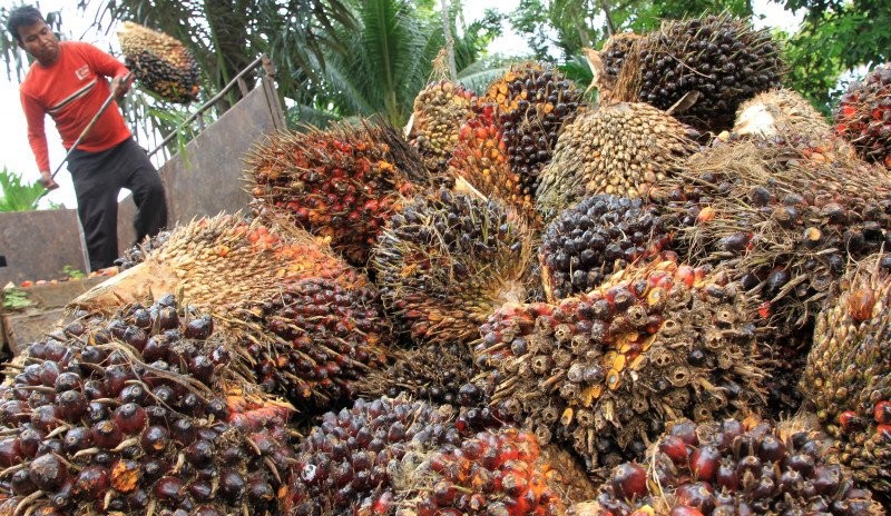 Jadi Penyelamat Ekonomi di Tengah Covid-19, Menko Luhut: Terima Kasih Sawit