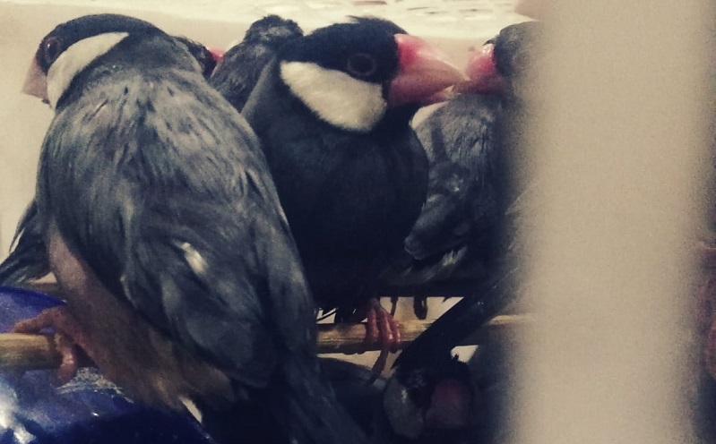 715 Burung Berkicau Ilegal asal Makassar Diselundupkan ke Surabaya 