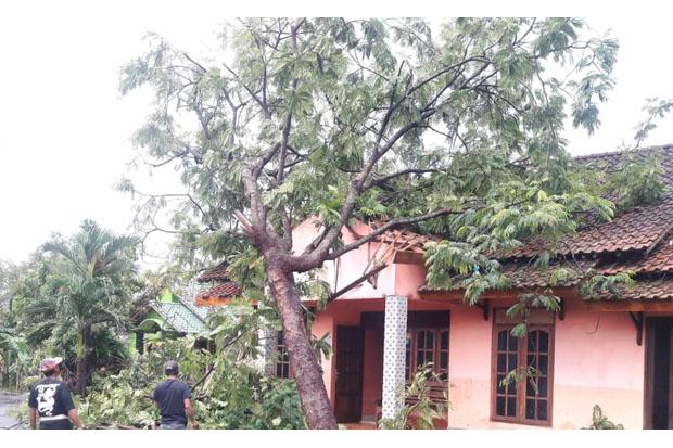 Hujan Angin di Sleman, 8 Rumah Warga Tertimpa Pohon Tumbang