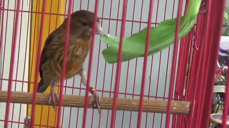 Unik, Burung Kenari di Jember Doyan Makan Telur Puyuh dan Sawi Pakcoy