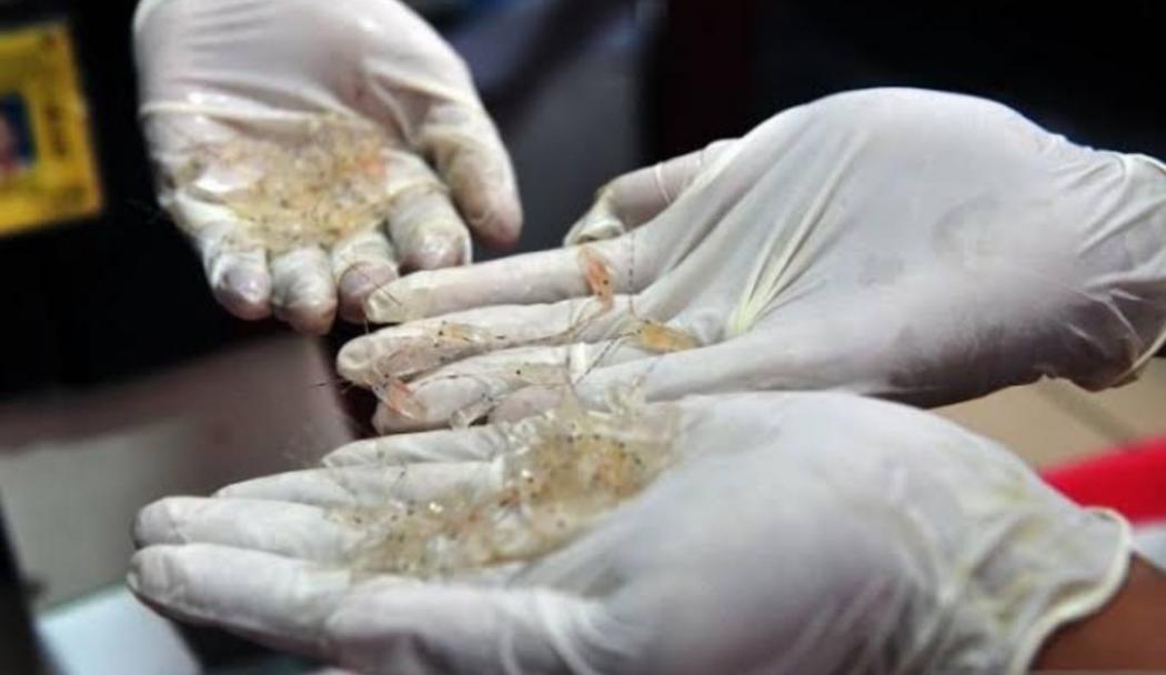 KKP Gagalkan Penyelundupan Benih Lobster ke Vietnam