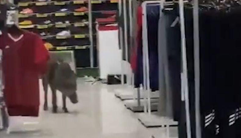 Viral Babi Liar Masuk Mal di Malaysia