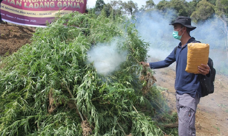 Bareskrim Cabut dan Bakar Ladang Ganja Seluas 5 Hektare di Madina Sumut 