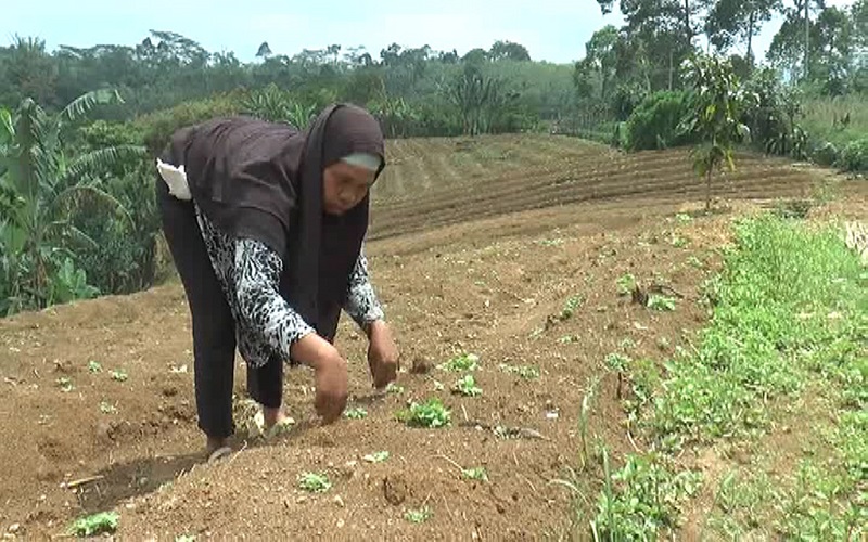 Musim Tanam, Petani Sayur di Pagaralam Menjerit Akibat Pandemi 