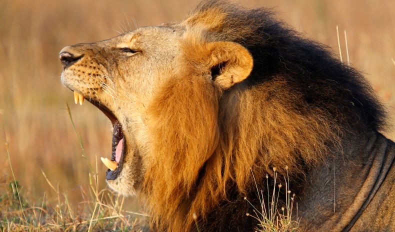 Batuk dan Flu, 4 Ekor Singa Kebun Binatang Spanyol Positif Covid-19