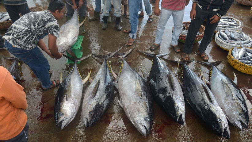 Menteri KKP Optimistis Ekspor Ikan Tuna dari Ambon Terus Tumbuh dan Berkelanjutan