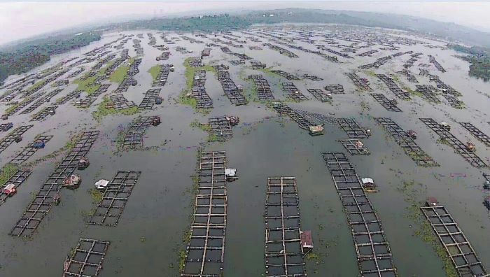 Ini Penyebab Ikan Mati Massal di Waduk Jatiluhur