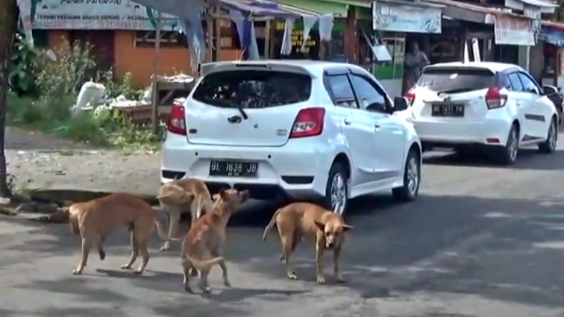 Cegah Rabies, Pemprov Bali Siapkan Ratusan Ribu Vaksin untuk 2021
