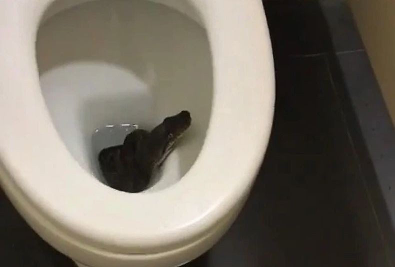 Viral, Ular Besar Sembunyi di Kloset Toilet Tempat Wisata Singapura