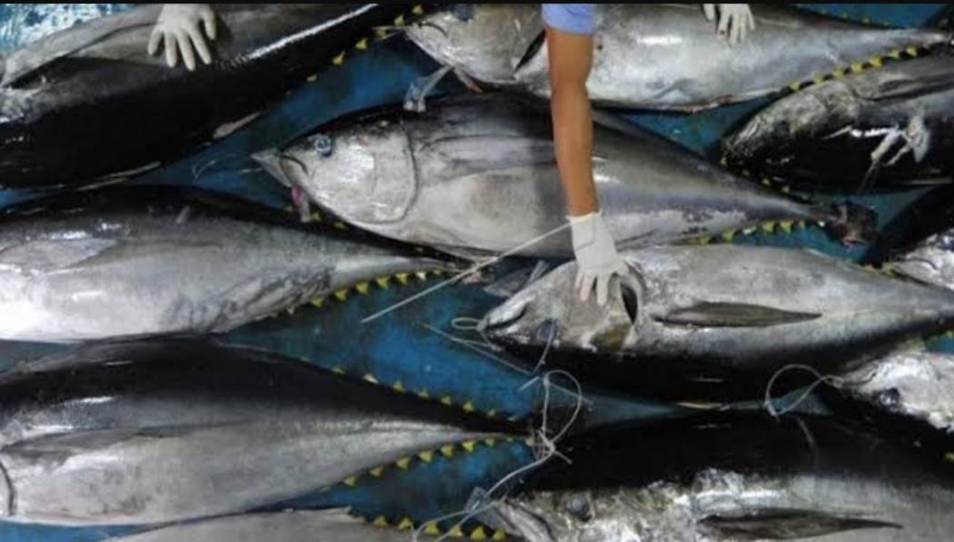 Syahrul Bangga Volume Ekspor Perikanan Naik 8,74 Persen di Tengah Covid-19