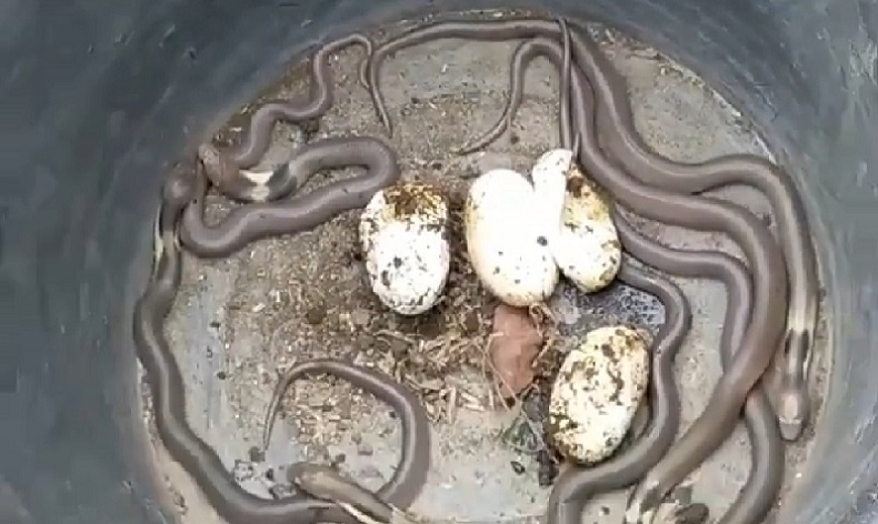 Lagi, Puluhan Anak dan Telur Ular Kobra Ditemukan di Bali