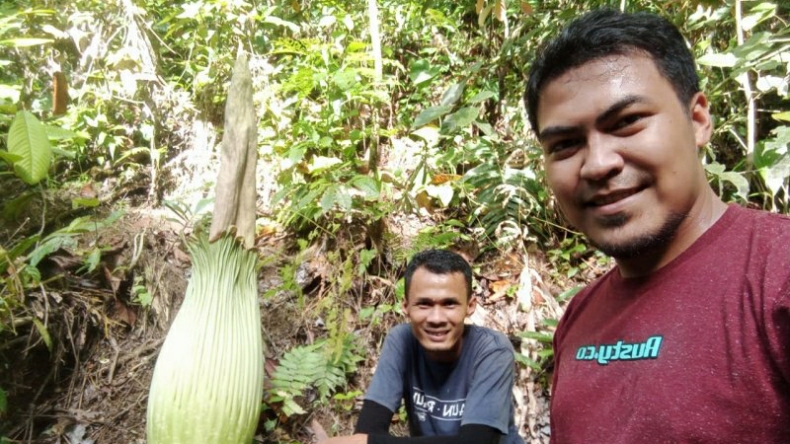 Warga Agam Geger, Ada Bunga Bangkai Tumbuh di Kebun Kelapa Sawit