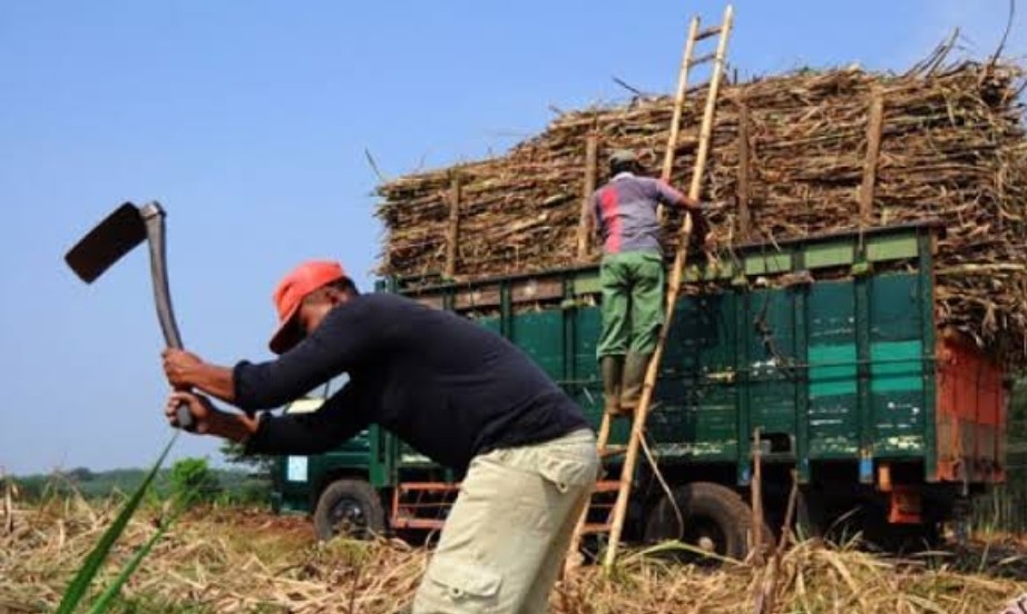 Harga Gula Turun, Asosiasi Pengusaha Tebu Sebut Petani Terpukul
