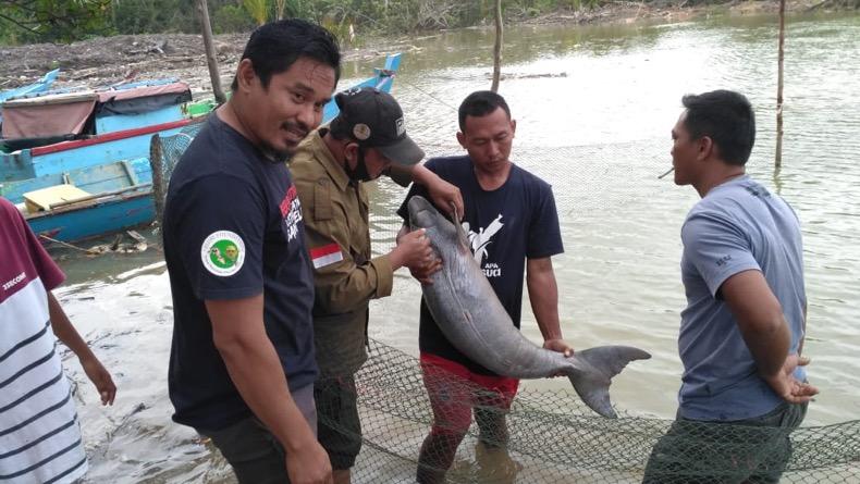 Nelayan Selamatkan Ikan Duyung Terdampar akibat Cuaca Ekstrem