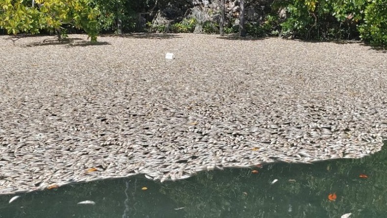 Ikan-ikan Kecil di Kawasan Piaynemo Raja Ampat Mati Mendadak