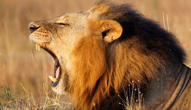 4 Ekor Singa Positif Covid Varian Delta