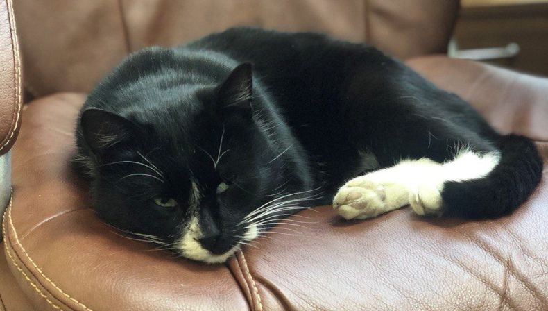 Kucing yang Nyaris Mati di Tempat Pembuangan Sampah Ini Mendadak Jadi Selebriti