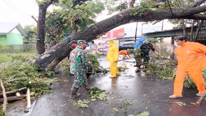 Cuaca Ekstrem di Manado, Satu Pohon Besar Tumbang Halangi Jalan Raya