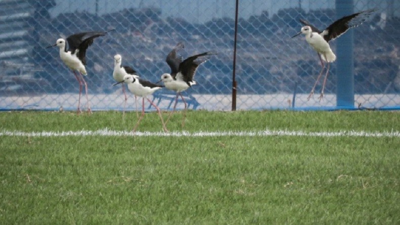 Berantas Hama dan Rumput Liar di Lapangan JIS Gunakan Burung Kaki Bayam