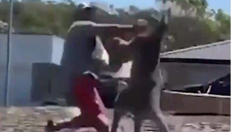 Viral, Pria Ini Dibuat KO Kanguru dengan 1 Pukulan saat Lindungi Anaknya