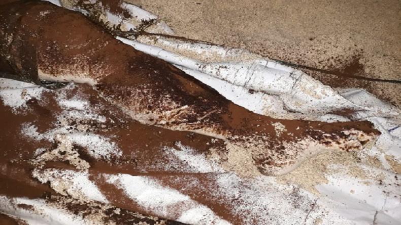Mayat Pria Diduga Warga Filipina Ditemukan Terapung di Pelabuhan Marore Sangihe