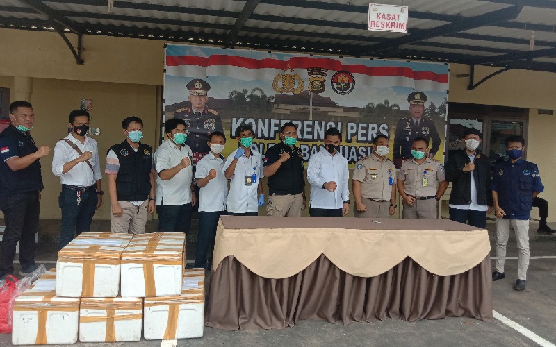 Puluhan Ribu Benih Lobster yang Disita di Sumsel Asal Lampung Tujuan Singapura
