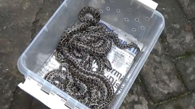 Ngeri! Belasan Ekor Anak Ular Sanca Molurus Muncul di 2 Rumah Warga di Kota Makassar