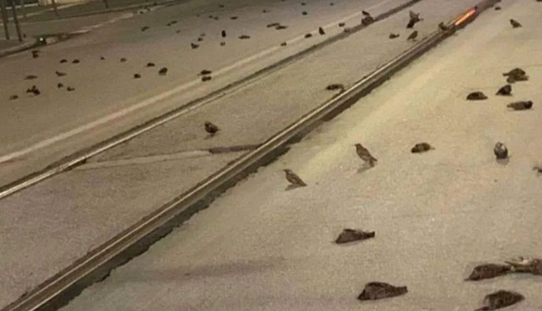 Ratusan Burung Mati Berjatuhan dari Langit, Diduga akibat Kembang Api Perayaan Tahun Baru