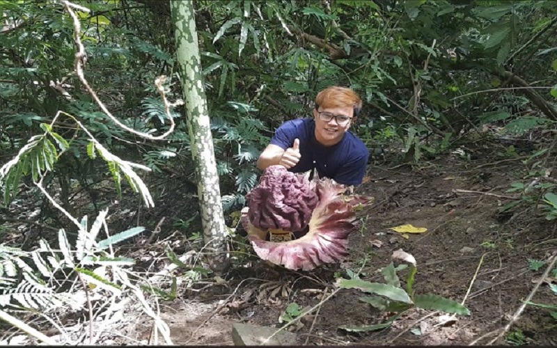 Kejadian Langka, Bunga Bangkai Mekar di Objek Wisata Bukit Sulap Lubuklinggau 
