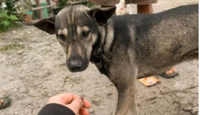 Anjing Pahlawan Temukan Bayi yang Dibuang di Lapangan Rumput