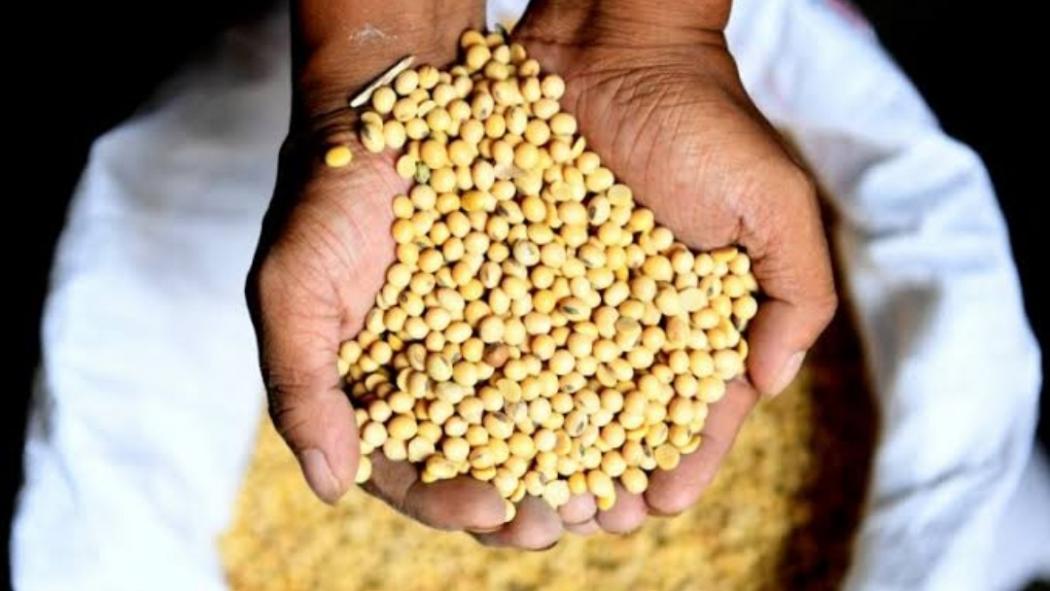 Harga Melambung, Kementan Janji Lipat Gandakan Produksi Kedelai Nasional