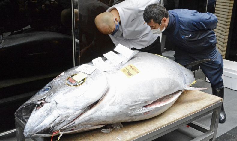 Seekor Ikan Tuna Terjual Rp2,8 Miliar dalam Lelang di Jepang