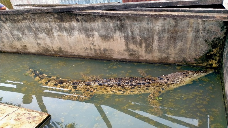 Buaya Muara Tangkapan Warga Langkat Mati di Penangkaran Asam Kumbang Medan, Ini Penyebabnya