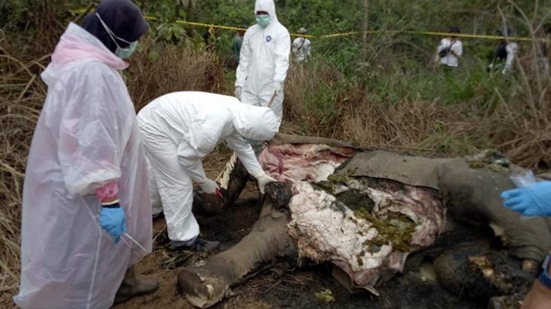 Gajah Liar Mati di Bener Meriah, Diduga Keracunan Pupuk