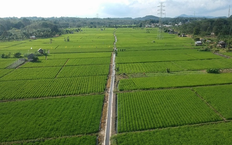 Tarik Wisatawan, Masyarakat Lampung Timur Membuat Wisata Sawah
