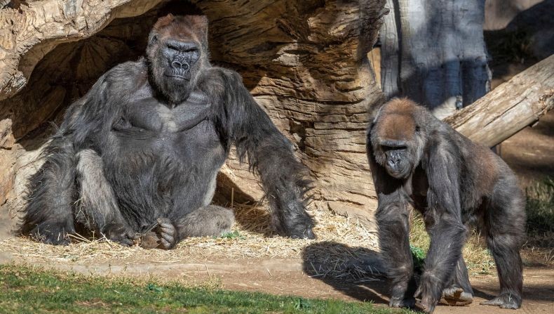 Duh! 90 Persen Gorila di Kebun Binatang Ini Positif Covid