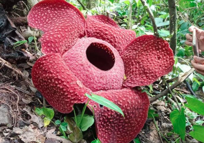 Wah, Bunga Rafflesia Arnoldii Mekar Sempurna di Agam