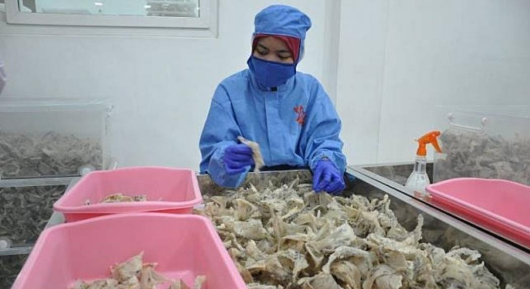 Sumbang Devisa Negara, Ekspor Sarang Burung Walet Tembus Rp28,9 Triliun 