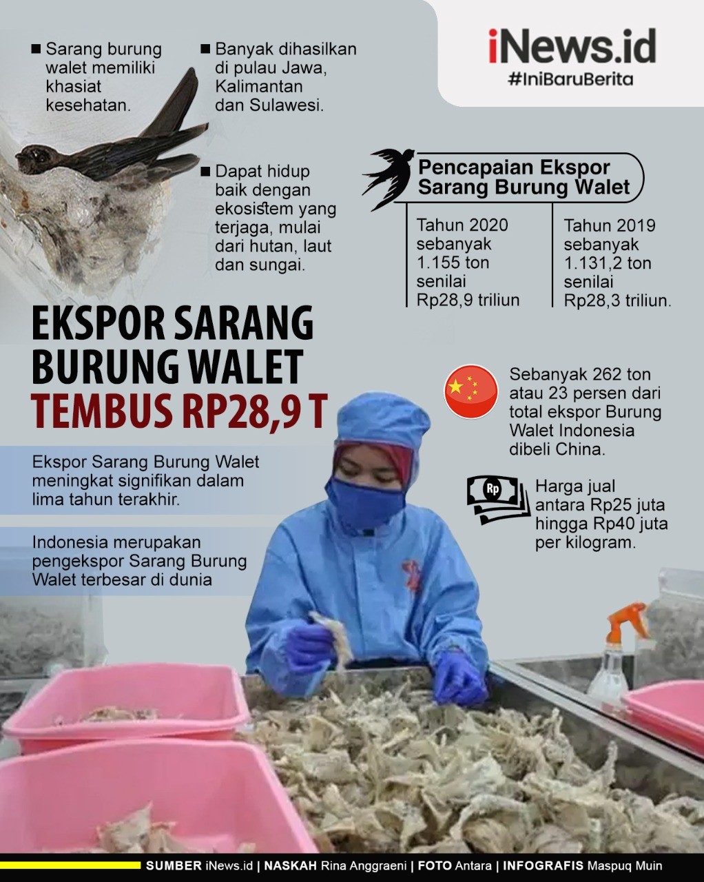 Infografis Ekspor Sarang Burung Walet Tembus Rp28,9 Triliun
