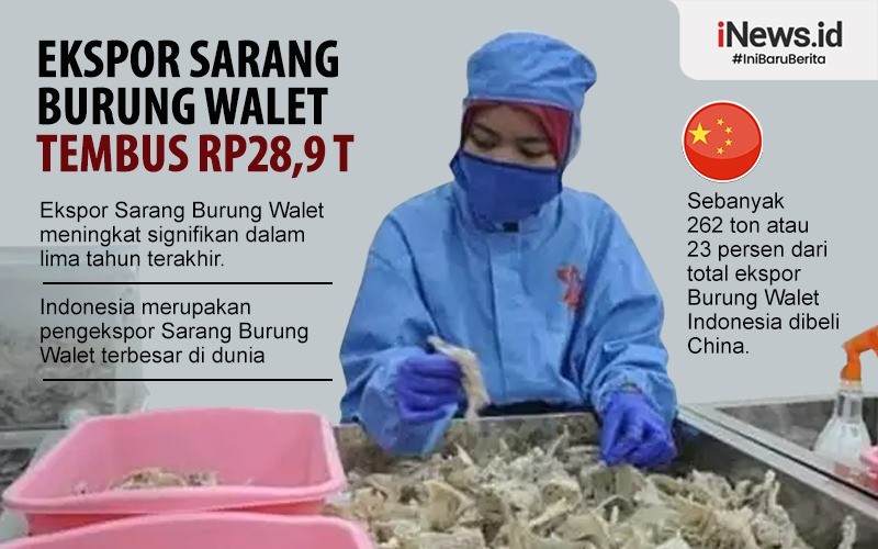 Dikirim ke China, Sarang Burung Walet dari Indonesia Dihargai Rp25 Juta per Kg