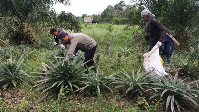 Permintaan Meningkat, Petani di Bangka Tengah Beralih Menanam Buah Nanas