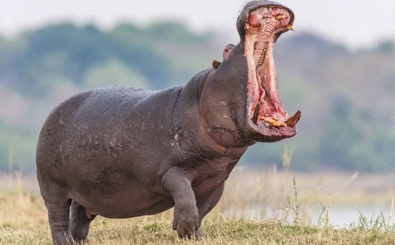 Meresahkan, Puluhan Kuda Nil Peninggalan Gembong Narkoba Pablo Escobar Bakal Dimusnahkan